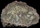 Polished Petrified Wood (Arucaria) Limb - Amarillo, Texas #56215-1